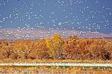 Snow Geese Fly-In_73137